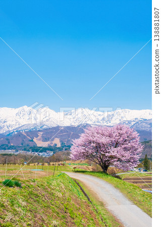 One cherry tree of Nodaira 138881807