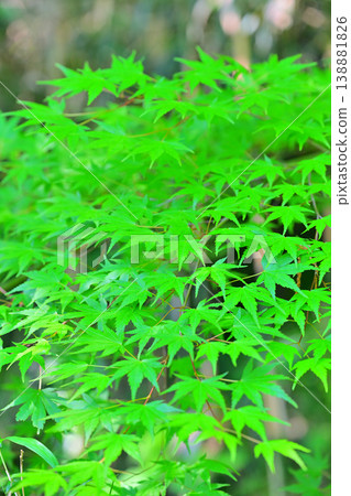 嫩嫩的楓葉,是萬物復甦、生氣勃勃的季節。 嫩嫩的楓葉,是萬物復甦、生氣勃勃的季節。 138881826