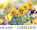 黃色中提琴花 138881830