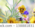 黃色中提琴花 138881831