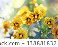 黃色中提琴花 138881832