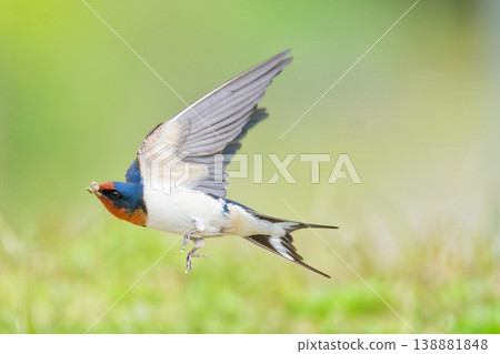 A swallow carrying mud from a puddle in its beak. A swallow carrying mud from a puddle in its beak. 138881848