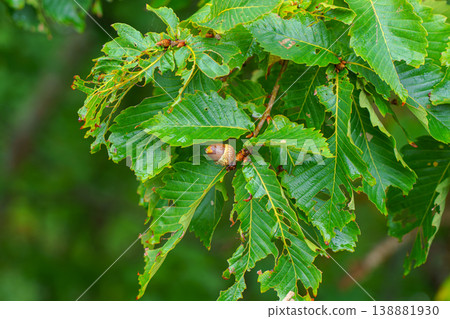 close up view of the foliage of an oak tree covered with water droplets with acorns growing on the leaves, Muroran, Hokkaido close up view of the foliage of an oak tree covered with water droplets with acorns growing on the leaves, Muroran, Hokkaido 138881930