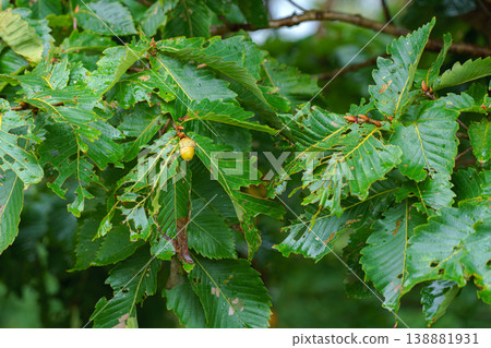 close up view of the foliage of an oak tree covered with water droplets with acorns growing on the leaves, Muroran, Hokkaido close up view of the foliage of an oak tree covered with water droplets with acorns growing on the leaves, Muroran, Hokkaido 138881931