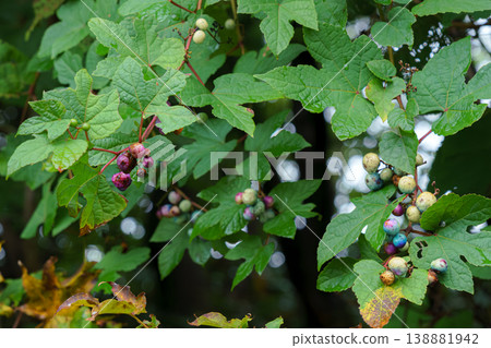 Muroran, Hokkaido, Japan - Oct 4 2024, A close-up view of colorful berries and leaves of Ampelopsis, with a blurred background, Muroran, Japan Muroran, Hokkaido, Japan - Oct 4 2024, A close-up view of colorful berries and leaves of Ampelopsis, with a blurred background, Muroran, Japan 138881942
