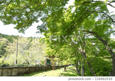 Scenery along the abandoned Meitetsu Mikawa Line: Green maple leaves at the former Mikawa-Hirose Station. Scenery along the abandoned Meitetsu Mikawa Line: Green maple leaves at the former Mikawa-Hirose Station. 138882010