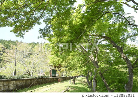 廢棄的名鐵三河線沿線風景:原三河廣瀨站的綠色楓葉。 廢棄的名鐵三河線沿線風景:原三河廣瀨站的綠色楓葉。 138882031