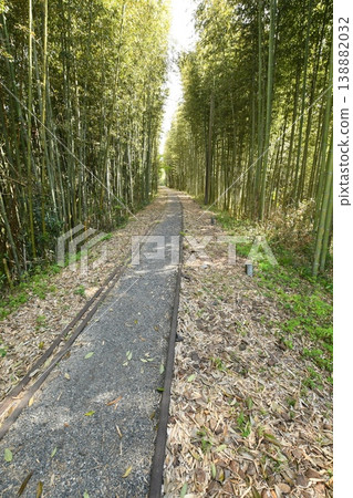 廢棄的名鐵三河線沿線風景:原三河廣瀨站的綠色楓葉。 廢棄的名鐵三河線沿線風景:原三河廣瀨站的綠色楓葉。 138882032