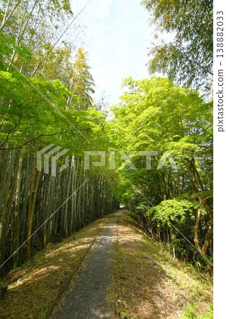 廢棄的名鐵三河線沿線風景:原三河廣瀨站的綠色楓葉。 廢棄的名鐵三河線沿線風景:原三河廣瀨站的綠色楓葉。 138882033
