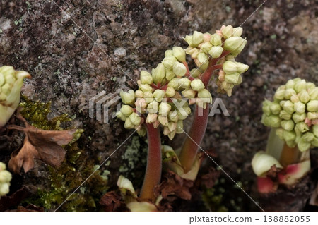 Buds of cranberry butterfly Buds of cranberry butterfly 138882055