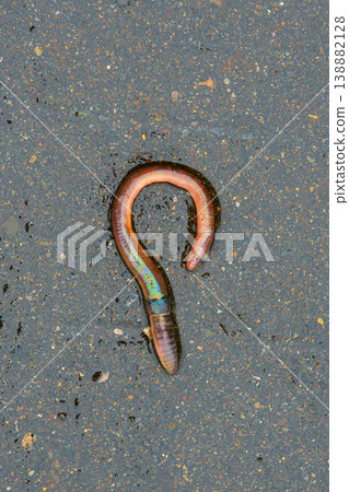Vertical close up view of an earthworm crawling out onto the road during the rain 138882128