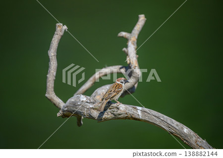 Bird of perch Bird of perch 138882144