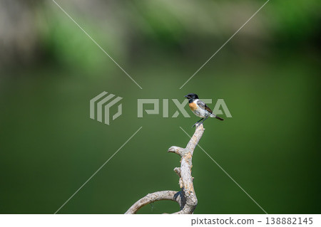 Bird of perch 138882145