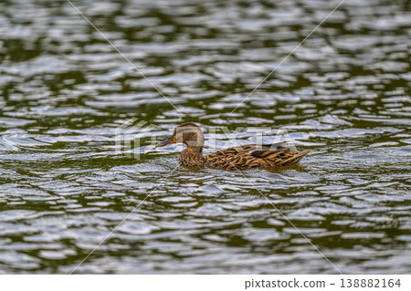 Lake duck Lake duck 138882164