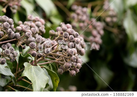 Fruits of Kutsuta Fruits of Kutsuta 138882169