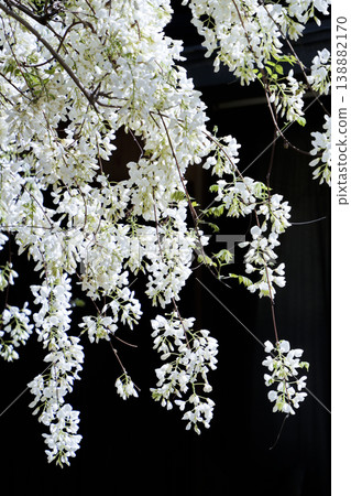 White wisteria (on the grounds of Matsuoji Temple, Okazaki City) White wisteria (on the grounds of Matsuoji Temple, Okazaki City) 138882170