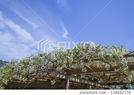 White wisteria (on the grounds of Matsuoji Temple, Okazaki City) 138882176