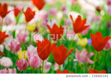 Colorful tulip field 138882181
