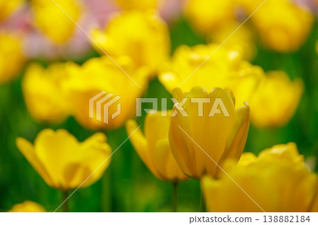 Yellow tulip Yellow tulip 138882184