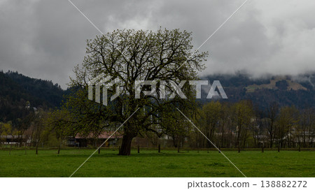 Lone tree in meadow beneath low clouds and mountain ridge in Bavaria 138882272