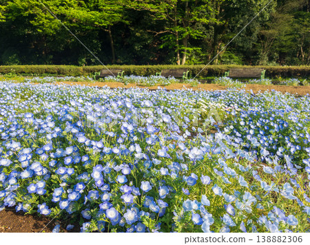 Nemophila in the 21st Century Forest and Square 138882306