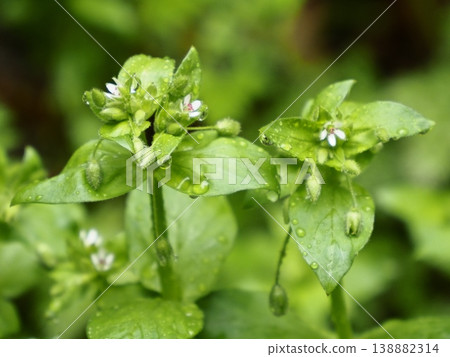 The red anthers of the newly bloomed chickweed. The red anthers of the newly bloomed chickweed. 138882314
