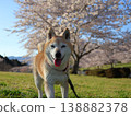 Shiba Inu 138882378