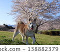 Shiba Inu 138882379