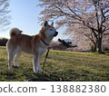 Shiba Inu 138882380