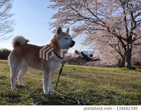 Shiba Inu Shiba Inu 138882380