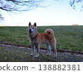 Shiba Inu 138882381