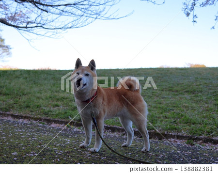 Shiba Inu Shiba Inu 138882381