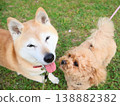 Shiba Inu 138882382