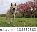 Shiba Inu 138882383