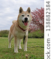 Shiba Inu 138882384