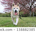 Shiba Inu 138882385