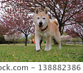 Shiba Inu 138882386