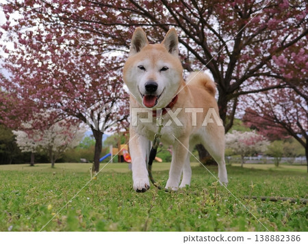 Shiba Inu Shiba Inu 138882386