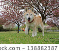 Shiba Inu 138882387