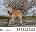 Shiba Inu 138882388