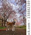 Shiba Inu 138882389