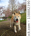 Shiba Inu 138882390