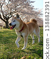Shiba Inu 138882391