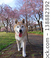 Shiba Inu 138882392
