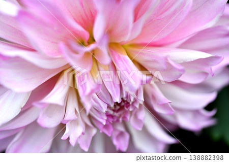 Dahlia flower Dahlia flower 138882398