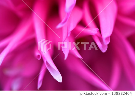 Dahlia flower Dahlia flower 138882404