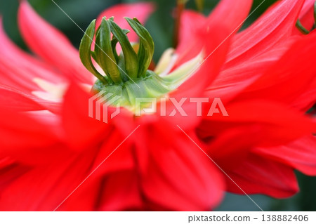Dahlia flower Dahlia flower 138882406