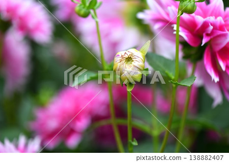 Dahlia flower Dahlia flower 138882407