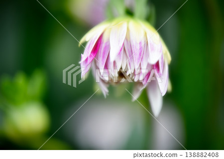 Dahlia flower Dahlia flower 138882408