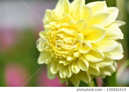 Dahlia flower Dahlia flower 138882414